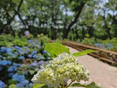 -上海共青森林公园