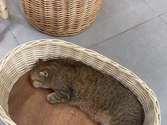 -Heymao猫咖.咖啡厅(东门店)