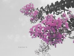 -天鹅湖体育公园