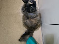 -瑞派·关忠动物医院·猫专科·犬专科(三环新城店)