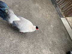 -黔灵山公园