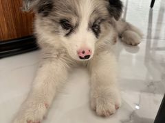 -贝康宠物医院·犬猫全科·小动物特色诊疗中心(东环路店)