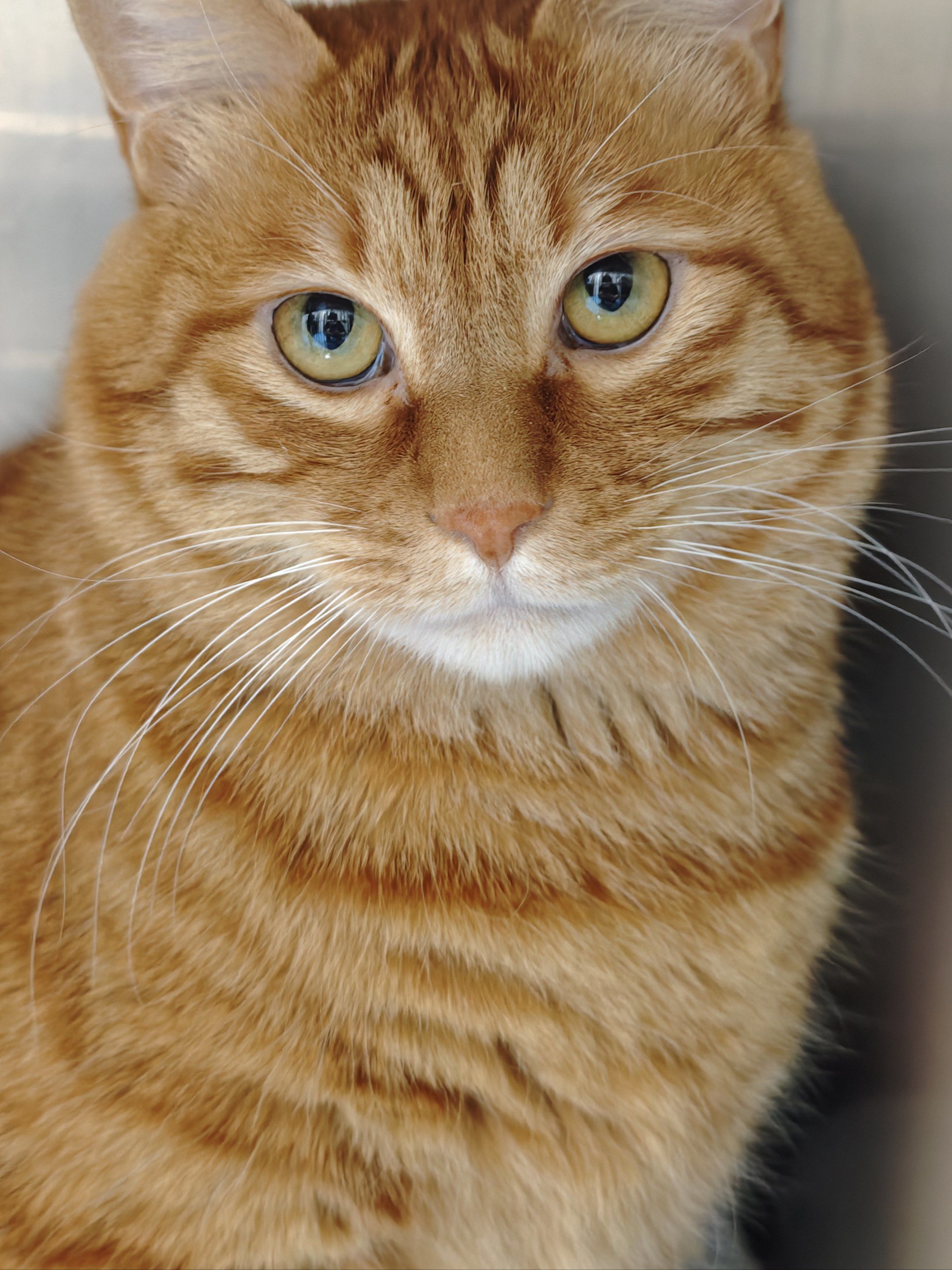 小公猫要是出现尿淋漓,小尿团,尿团带血带