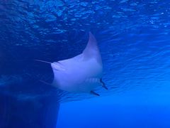 -迪拜水族馆及水下动物园