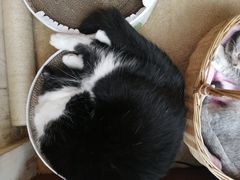 -猫友咖啡店(玉林西路店)