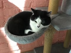 -喵屿·大理花园猫咖