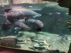 -太平洋海底世界