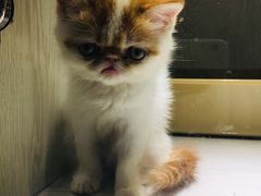 -乐宠宠物店(世纪金源店)