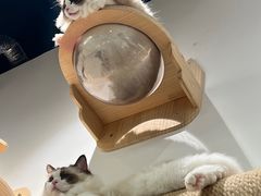 -COLOR PETS 撸猫馆·购猫·猫咖(长风大悦城店)