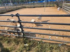 -秦皇岛野生动物园