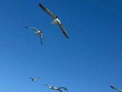 -海驴岛(荣成市)