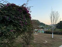 -大屏嶂森林公园