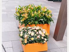 -Apple零售店(成都太古里店)