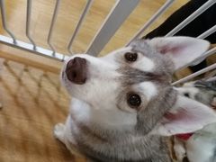 養樂多-Husky Go! 哈士奇体验馆·宠物咖啡厅狗咖