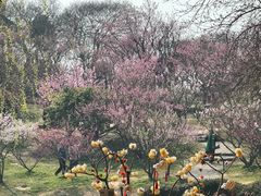 -无锡梅园公园