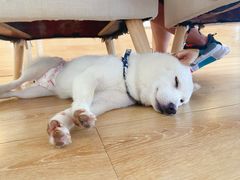 -柴犬小屋·柴餐厅·狗咖食堂(金鼎广场店)