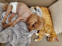 -圣宠动物医院·犬猫专科·影像中心·外科中心
