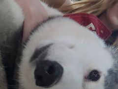 -Husky Go! 哈士奇体验馆·宠物咖啡厅狗咖