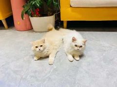 -山宅一喵德文卷毛猫舍