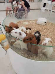 -Moni星球萌宠·小马宝莉·灵蛇·高端高阶全萌宠互动体验俱乐部(红豆国际广场店)
