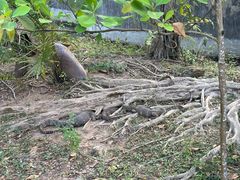 -野象谷景区