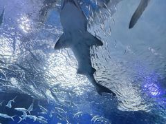 -海合安武汉极地海洋公园