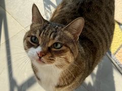 -艾贝尔宠物医院 ·内科全科(梁溪路店)