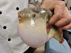 -长顺河豚馆(江洲东路)