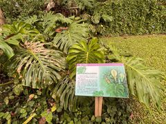 -中国科学院西双版纳热带植物园