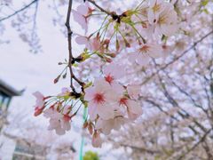 -花博汇(知音花月夜)