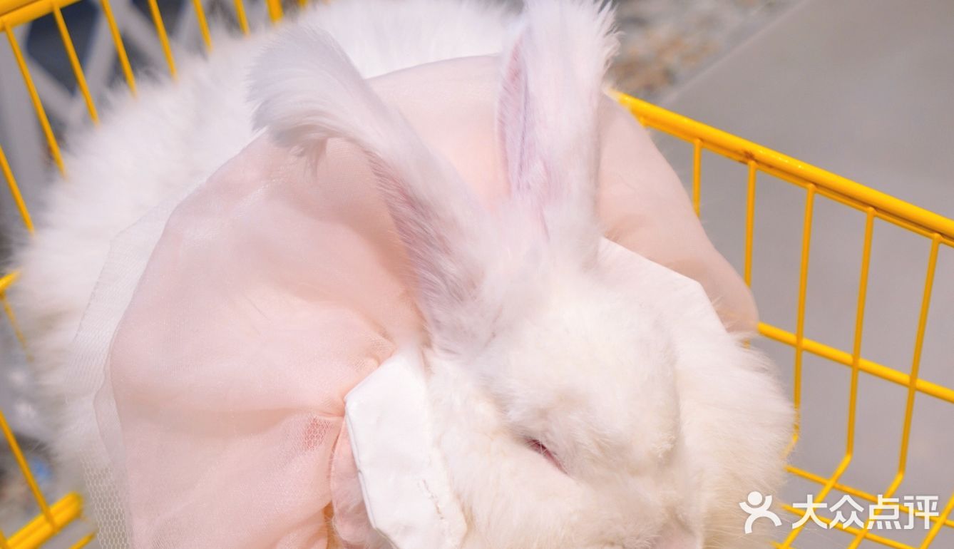 萌宠家族进商城了🔥还有二师兄🐷太可爱了‼️口水都从嘴角流了下来