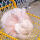 萌宠家族进商城了🔥还有二师兄🐷太可爱了‼️口水都从嘴角流了下来