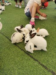 -萌宠亲子动物乐园(槐房万达店)