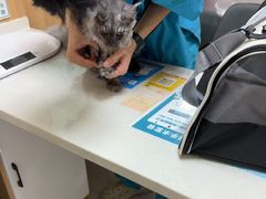 -瑞派宠物医院·24h·骨外科·皮肤科·全科宠物医疗转诊中心(沈阳浑南院)