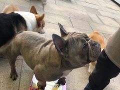 -柯斗斗主题餐厅·狗咖·围炉煮茶·茶饮(国瑞升平里店)