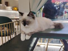 -喵喵咪呀布偶猫咖(春熙路店)