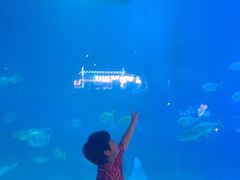 -烟台海昌鲸鲨海洋公园