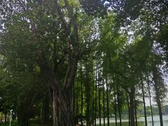 -荔湾湖公园