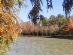 -上海海湾国家森林公园