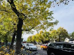 -西双版纳原始森林公园