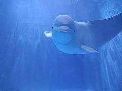 -多彩贵州城极地海洋世界