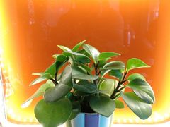 -川里谈·川味小馆(北京路店)