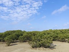 -北海金海湾红树林生态旅游区