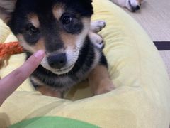 -逗柴咖啡屋·狗咖猫咖宠物桌游
