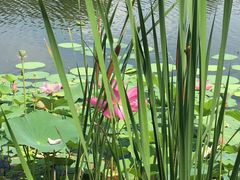 -莲花山花海