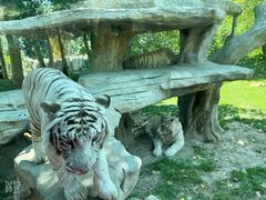 -北京野生动物园