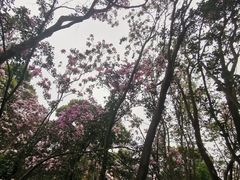 -梧桐山风景名胜区