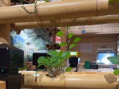 -椰夫人·养生椰子鸡(金沙洲永旺店)