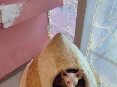 -藏猫猫咖啡主题馆(中央大道店)