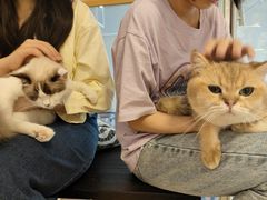 -南京Hallo宠物乐园·哈罗犬舍·柴犬繁育基地